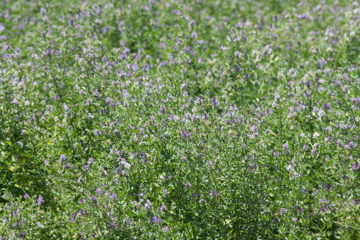 Alfalfa Seed SW-6330 50 lb. – Agrizon.com