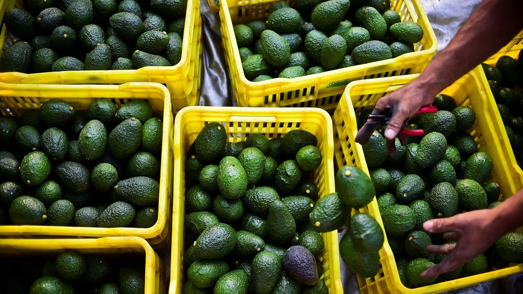 Current Situation of the Fresh Avocado Market in the US