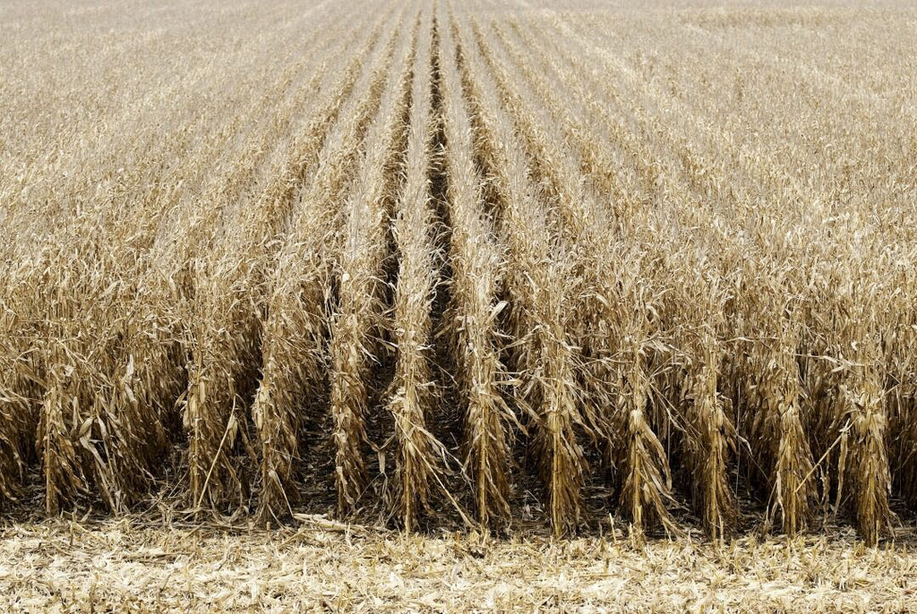 America’s Corn Belt Bristles at $8 Billion Lifeline