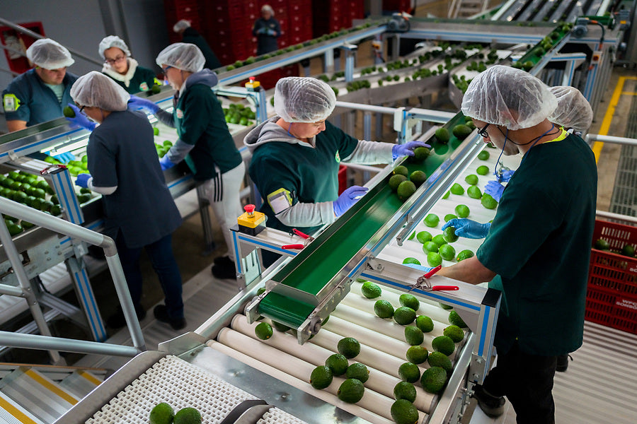 Current Situation of the Fresh Avocado Market in the US